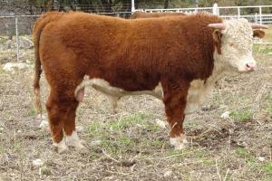Case Sale Hereford Bull 724