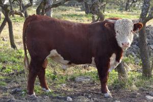 Case Ranch Sale Bull 740