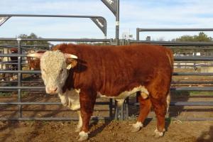 Case Ranch Sale Bull 741
