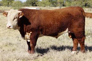 Case Ranch Sale Bull 759