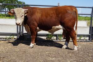 Case Ranch Sale Bull 771