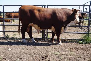 Case Ranch Hereford Sale Bull 765