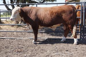 Case Ranch Sale Bull 799