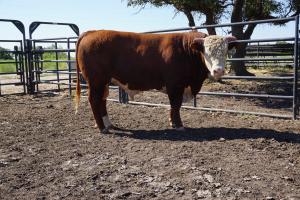 Case Ranch Hereford Sale Bull 785