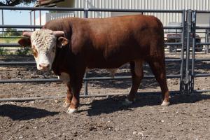 Case Ranch Hereford Bull 840