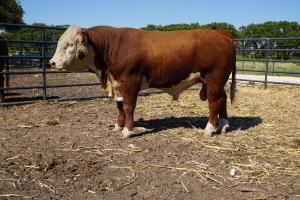 Case Ranch Hereford Sale bull 815