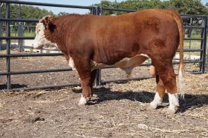 Case Ranch Hereford Sale Bull 846