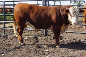 Case Ranch Hereford Sale bull 823