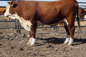 Case Ranch Hereford Sale Bull 781