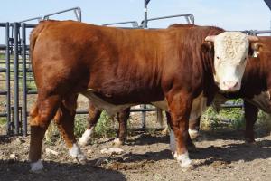 Case Ranch Hereford Bull 835