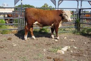 Case Ranch Hereford Sale Bull 861
