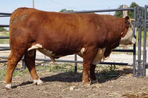 Case Ranch Hereford Sale Bull 798