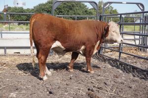 Case Ranch Sale Bull 844