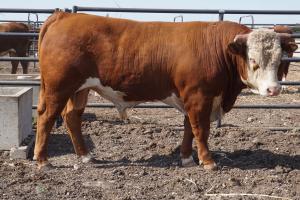 Case Ranch Sale Bull 825