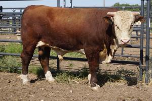 Case Ranch Sale Bull 780