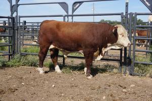 Case Ranch Sale Bull 875