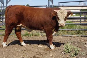 Case Ranch Sale Bull 774