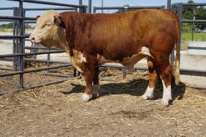 Case Ranch Hereford Sale Bull 874