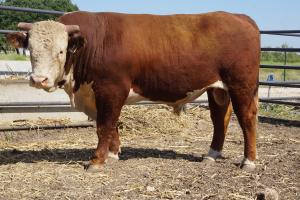 Case Ranch Hereford Sale Bull 841