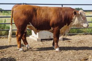 Case Ranch Hereford Sale Bull 810