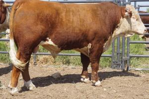 Case Ranch Hereford Sale Bull 865