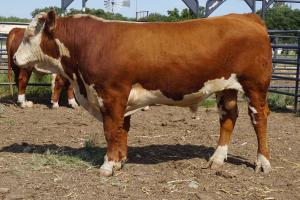Case Ranch Hereford Sale Bull 878