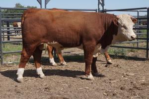 Case Ranch Hereford Sale Bull 880