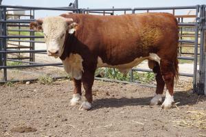 Case Ranch Hereford Sale Bull 879