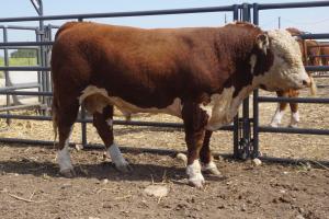 Case Ranch Hereford Sale Bull 789