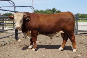 Case Ranch Hereford Bull 827