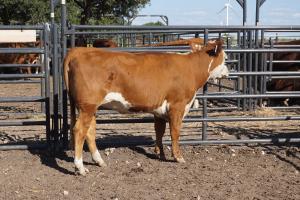 Case Ranch bred heifer 0860