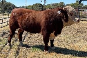 Case Ranch Sale Bull 1166
