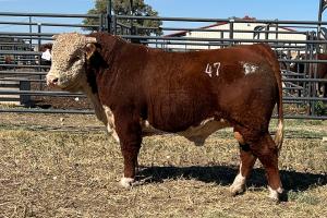 Case Ranch Sale Bull 1187