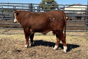 Case Ranch sale bull 1237