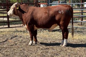 Case Ranch Sale Bull 1170