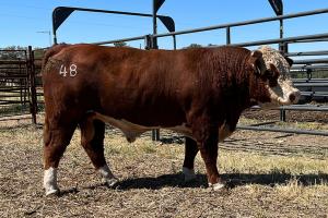 Case Ranch Sale Bull 1193