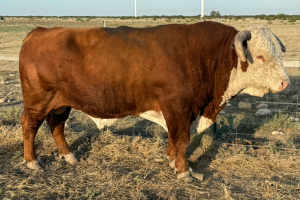 Case Ranch Herd Sire