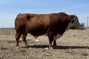 Case Ranch Herd Sire:  3160