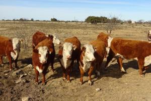 2019 heifers for sale