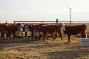 heifers for sale