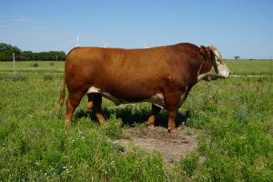 Case Ranch Hereford Sire