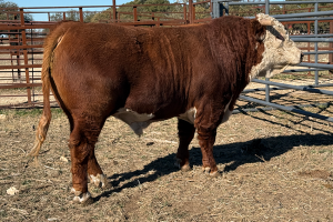 Case Ranch Sale Bull 1493