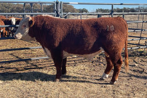 Case Ranch Sale Bull 1221