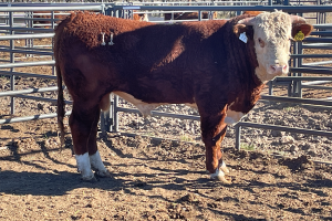 Case Ranch Sale Bull 1280