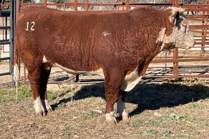 Case Ranch Sale Bull 1152