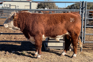 Case Ranch Sale Bull 1262