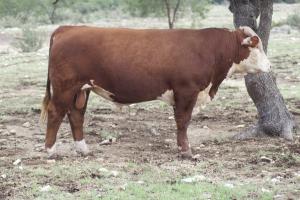 Case Ranch Sale Bull 2021 Lot 19