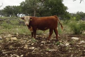 Case Ranch Sale Bull 2021 Lot 24