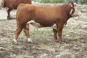 Case Ranch Sale Bull 2021 Lot 27