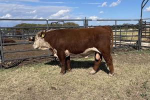 Case Ranch Sale Bull 1168